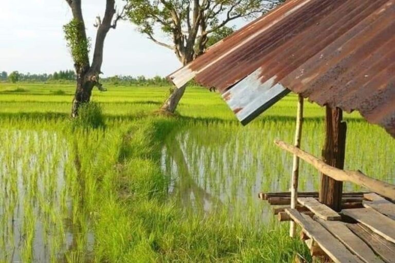 dari Gotong Royong ke Teknologi Pertanian Modern