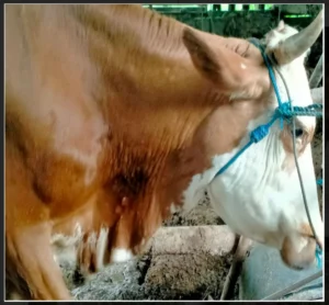 Waspada Jelang Idul Adha 2026, Kasus PMK, Antraks, dan LSD Masih Ditemukan di DIY