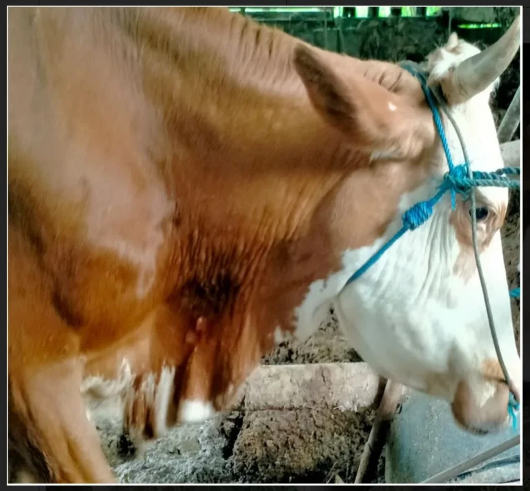 Waspada Jelang Idul Adha 2026, Kasus PMK, Antraks, dan LSD Masih Ditemukan di DIY